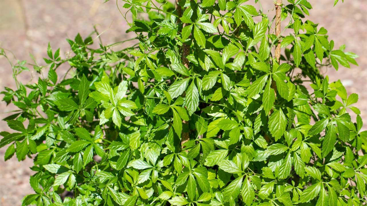Lee más sobre el artículo La “hierba de la inmortalidad”: Es más beneficiosa que el té verde y poco conocida