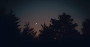 Lee más sobre el artículo La luna y las plantas: un vínculo natural que perdura