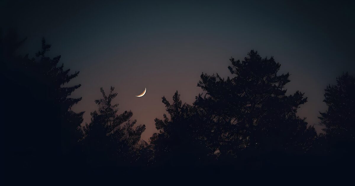 En este momento estás viendo La luna y las plantas: un vínculo natural que perdura