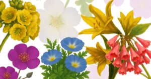 Lee más sobre el artículo Se viene un nuevo «Desierto florido» en 2025