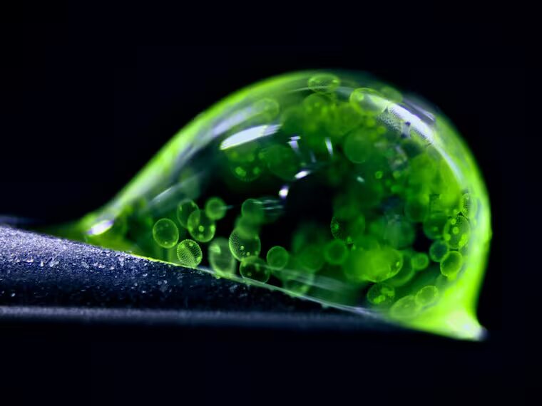 En este momento estás viendo Revelan las fotos microscópicas más impresionantes del año: muestran un universo nunca antes visto
